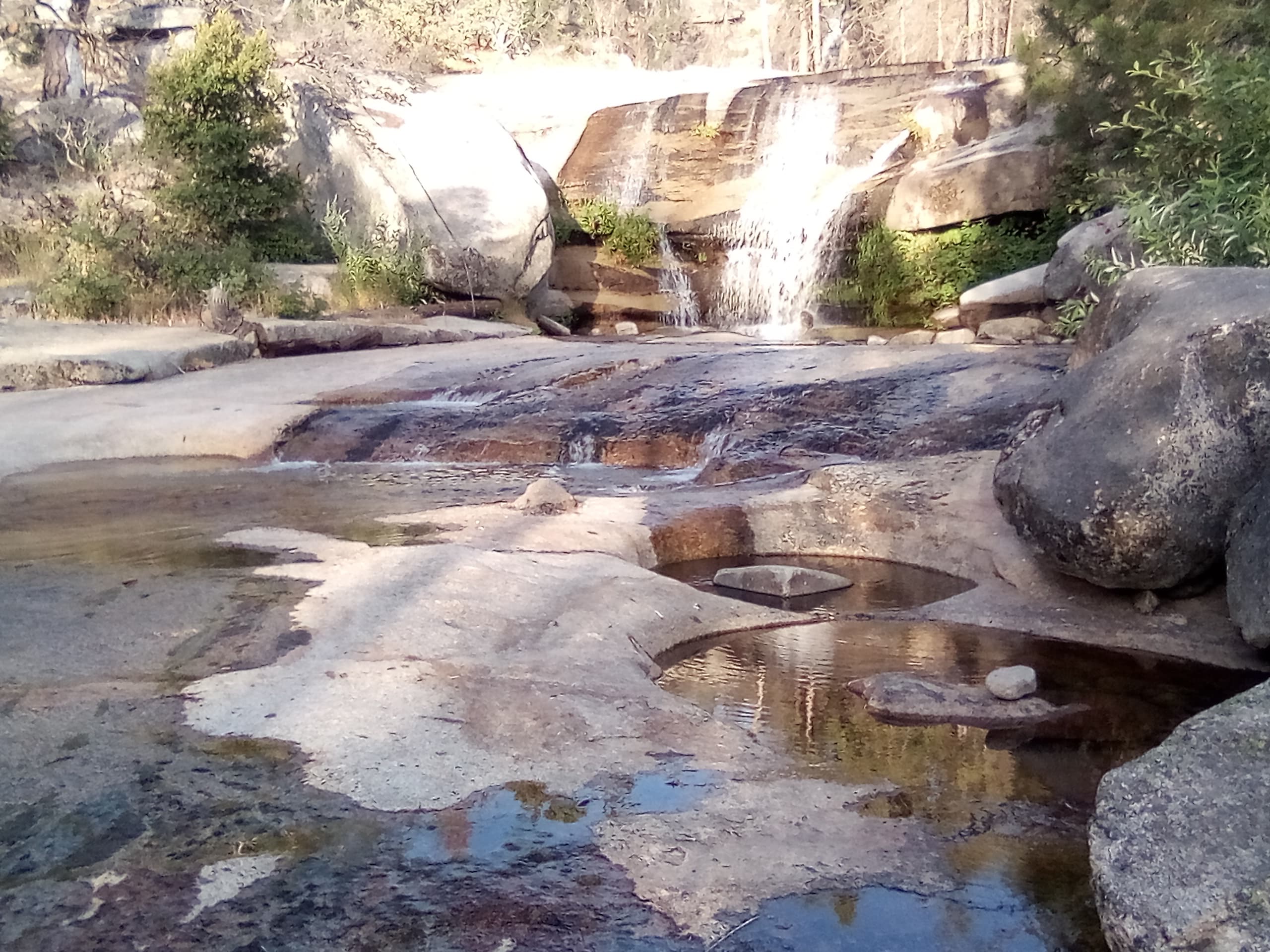 Sierra sunset over the pines