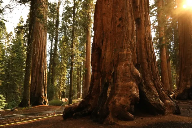 McKinley Grove sequoias