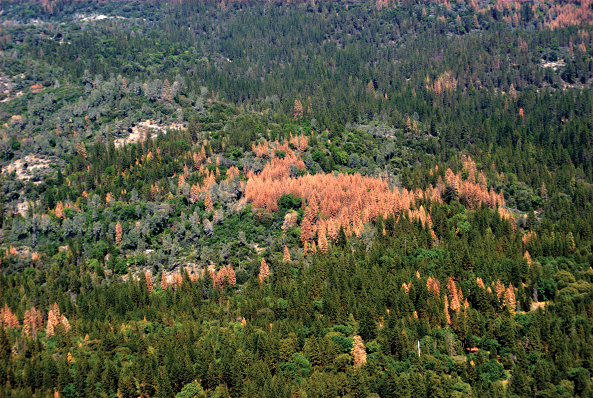 Protecting the Sierra Nevada: Ending Harmful Reforesting Practices Through Ecotourism